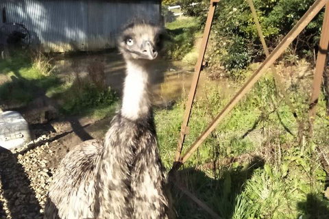 A Twist Of Willow - Holiday Find 3