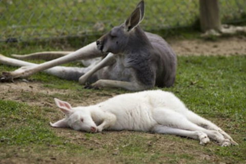 A Twist Of Willow - Holiday Find 0