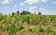 Beggars Bridge Vineyard Homestead W / Pool + Wifi + Tennis + Vineyard - thumb 1