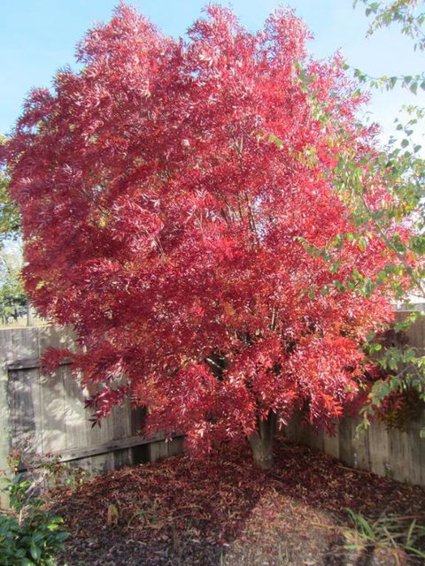 Elm Trees Accommodation At Ross - Holiday Find 6