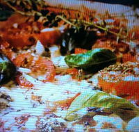 Alfio's Pizzeria - Holiday Find