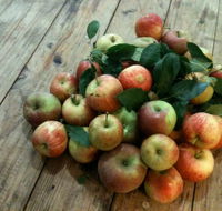 Ellie's Kitchen Foodstore - Holiday Find