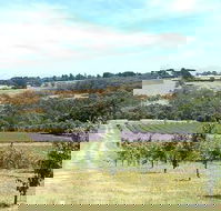Main Ridge Harvest