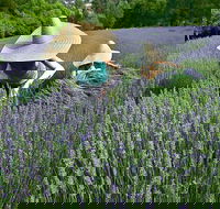 Lavandula Swiss Italian Farm