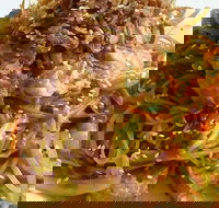 Saigon - Holiday Find