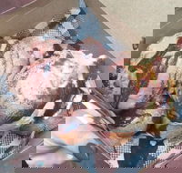 Tommy Sugo - Holiday Find