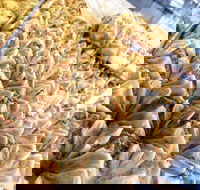 Hawat Pastry - Holiday Find