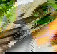 Thanh Binh - Cabramatta - Holiday Find