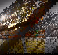 Pyramids Road Wines - Holiday Find