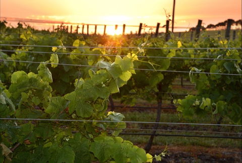 Bennetts On Bellarine Winery - Holiday Find 0