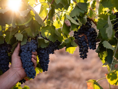 Printhie Wines - Holiday Find 2