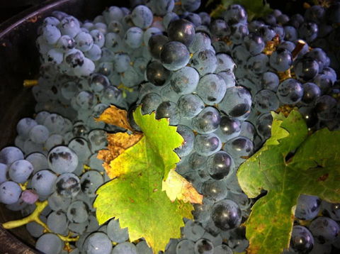 Faisan Estate Wines - Holiday Find 0