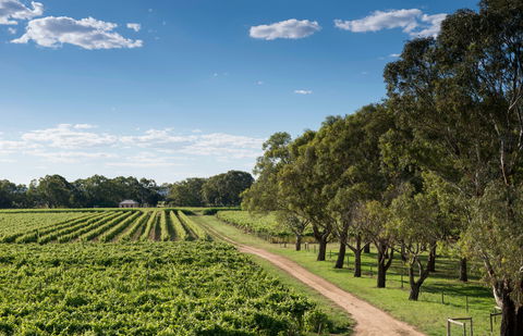 Bleasdale Vineyards - Holiday Find 1