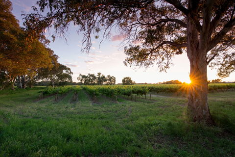 Bleasdale Vineyards - Holiday Find 2