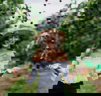 Cherryhill Orchards - Holiday Find