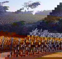 Maiolo Wines and Vineyard - Holiday Find