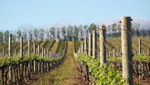 Philip Shaw Wines - Holiday Find 1