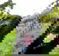 Every Man and His Dog Vineyard - Holiday Find