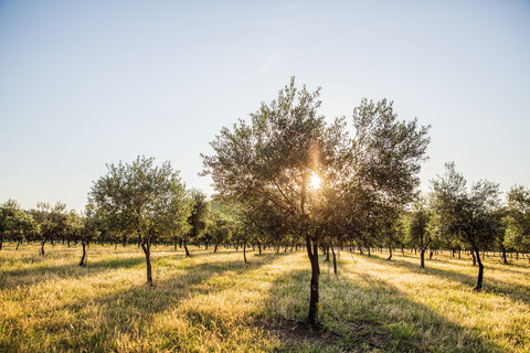 Guneemooroo Estate - Holiday Find 0