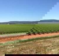 Melange Wines - Holiday Find