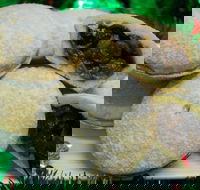 Uncle Bob's Bakery - Thornlands