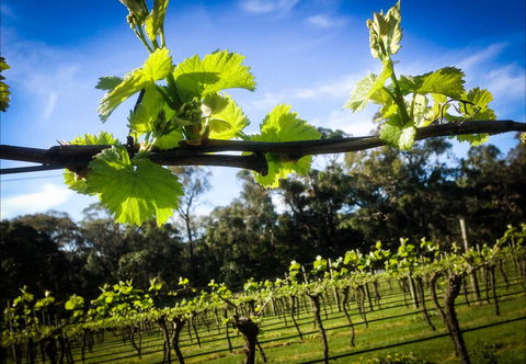 Michael Unwin Wines - Holiday Find 1