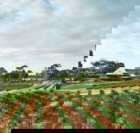 Vasse Felix Winery - Holiday Find