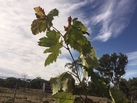 Banca Ridge Cellar Door And Vineyard - Holiday Find 0