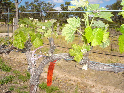 Banca Ridge Cellar Door And Vineyard - Holiday Find 1
