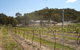 Banca Ridge Cellar Door And Vineyard - thumb 2