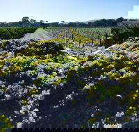 Willows Vineyard - Holiday Find