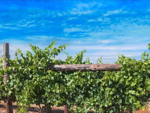 Rowsley Fault Vineyards - Holiday Find 0