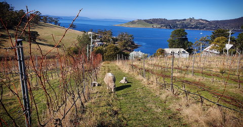 Anim Wine - Holiday Find 1