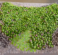 Wattle Hill Olives
