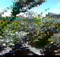 Roworth Rose Nursery - Holiday Find