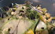 Seed Clare Valley - thumb 10