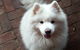 Smiling Samoyed Brewery - thumb 2