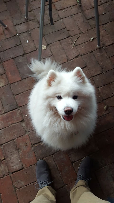 Smiling Samoyed Brewery - Holiday Find 2