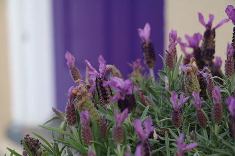 The Purple Door On Seaview - Holiday Find 0