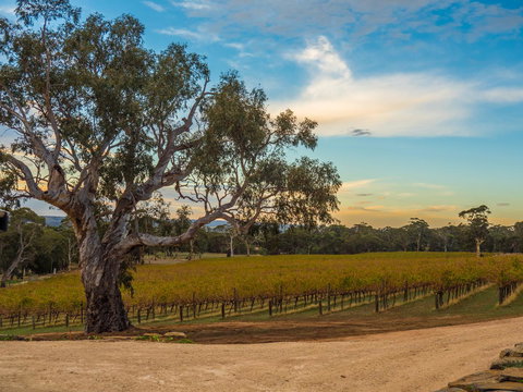 Shadow Creek McLaren Vale - Holiday Find 23