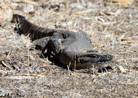 Sea Dragon Kangaroo Island - Holiday Find 24