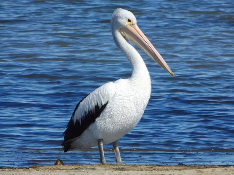 Coorong Waterfront Retreat - Holiday Find 29