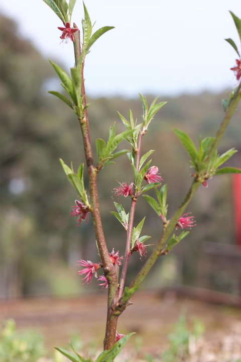 Longwood Retreat - Holiday Find 32
