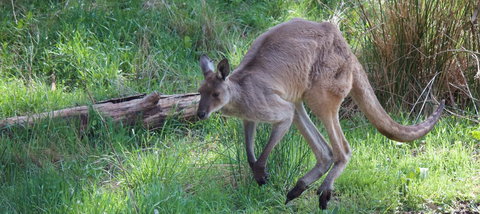 Longwood Retreat - Holiday Find 36