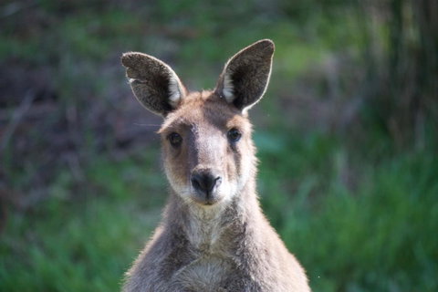 Longwood Retreat - Holiday Find 35