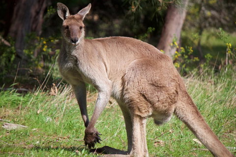 Longwood Retreat - Holiday Find 34