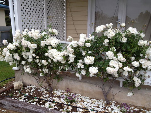 Railway Cottage In Beachport - Holiday Find 12