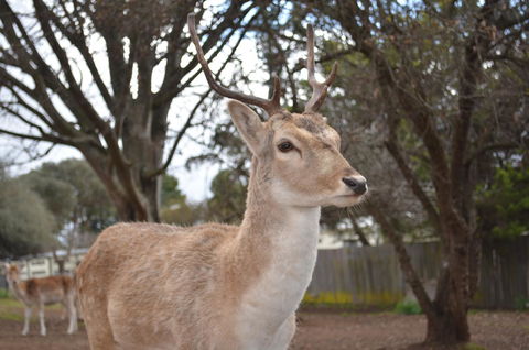 Deer Park Motor Inn Armidale - Holiday Find 22