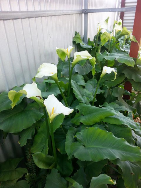Addies Place Goolwa - Holiday Find 11