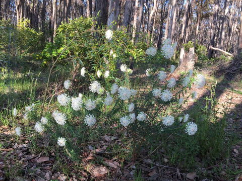Simala Retreat - Holiday Find 2